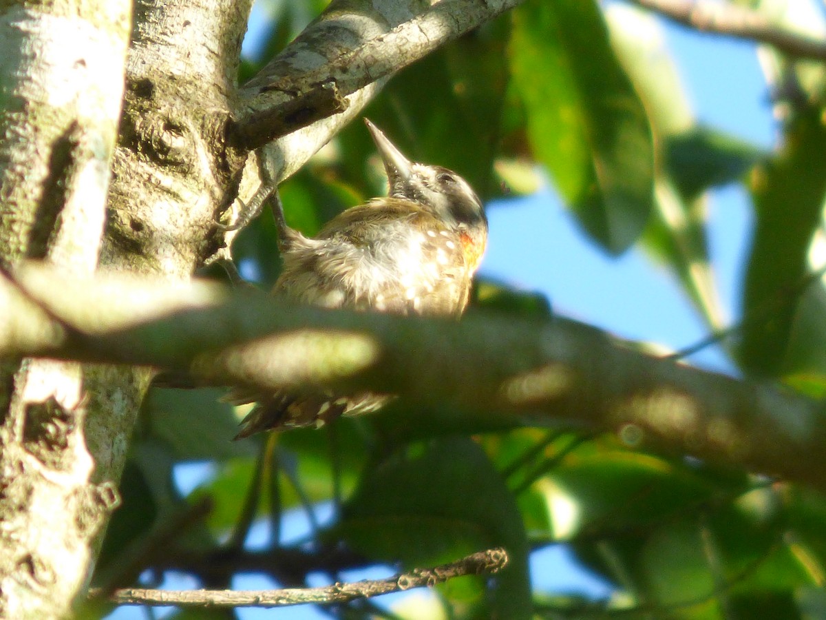 Sulawesi Pygmy Woodpecker - ML637356550