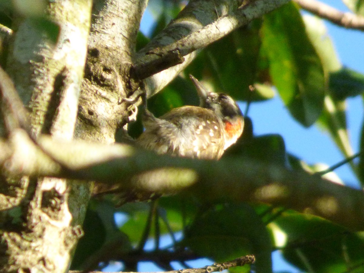 Sulawesi Pygmy Woodpecker - ML637356551