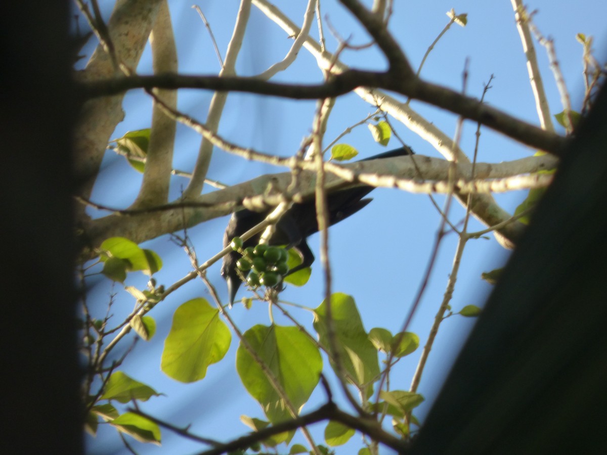 Sulawesi Crow - ML637356581