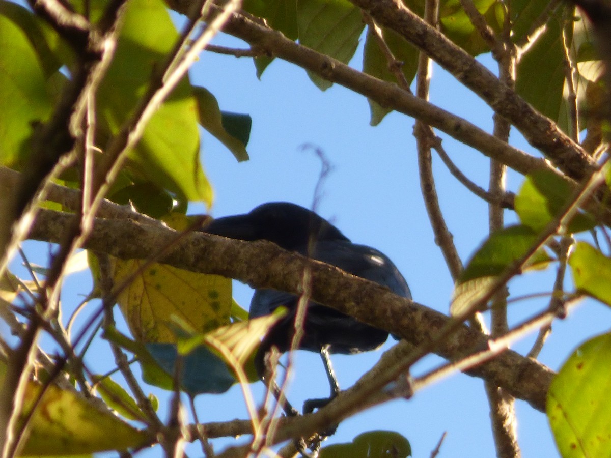 Sulawesi Crow - ML637356582