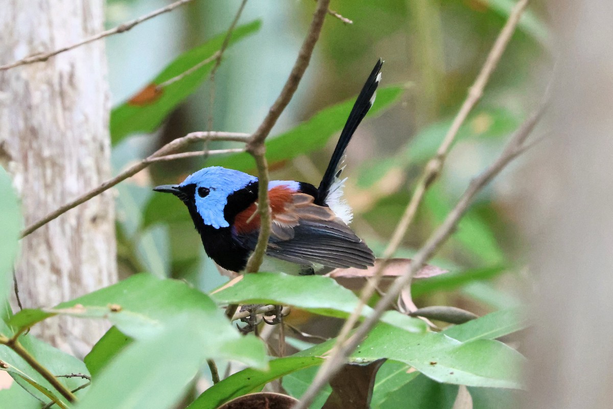 Lovely Fairywren - ML637356755