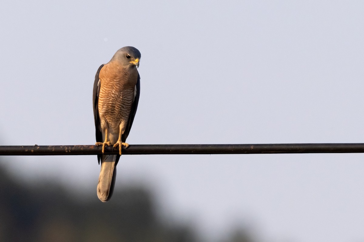 Levant Sparrowhawk - ML637356802