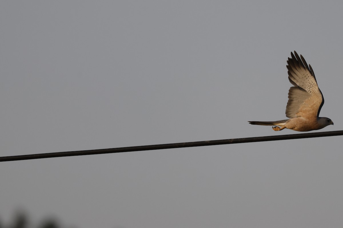 Levant Sparrowhawk - ML637356809