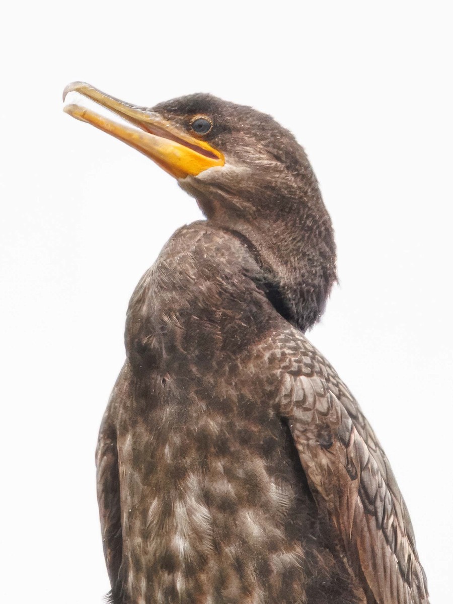 Neotropic Cormorant - ML637356818