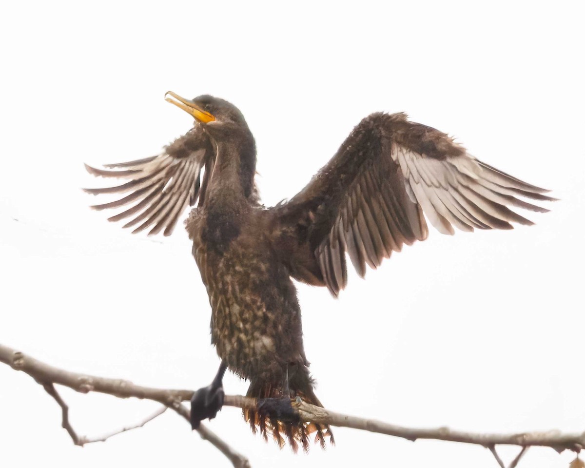 Neotropic Cormorant - ML637356819
