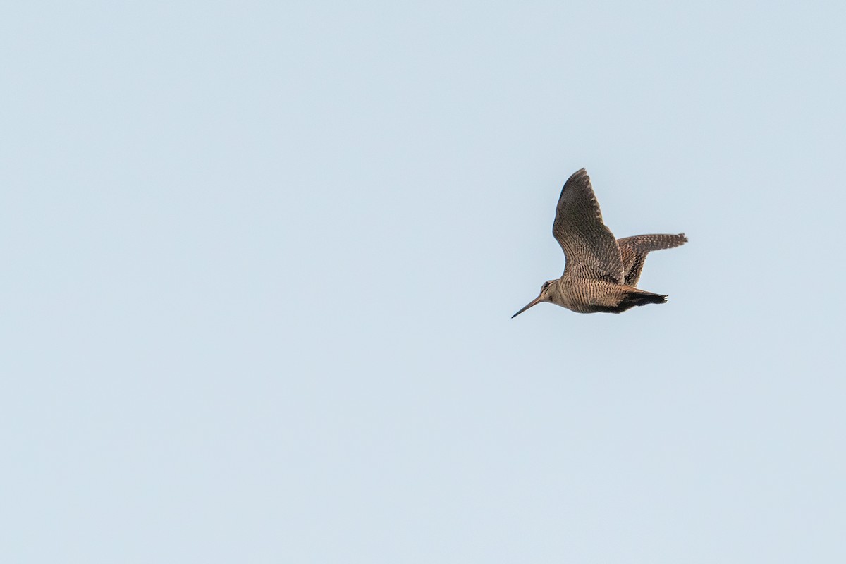 Eurasian Woodcock - ML637356831