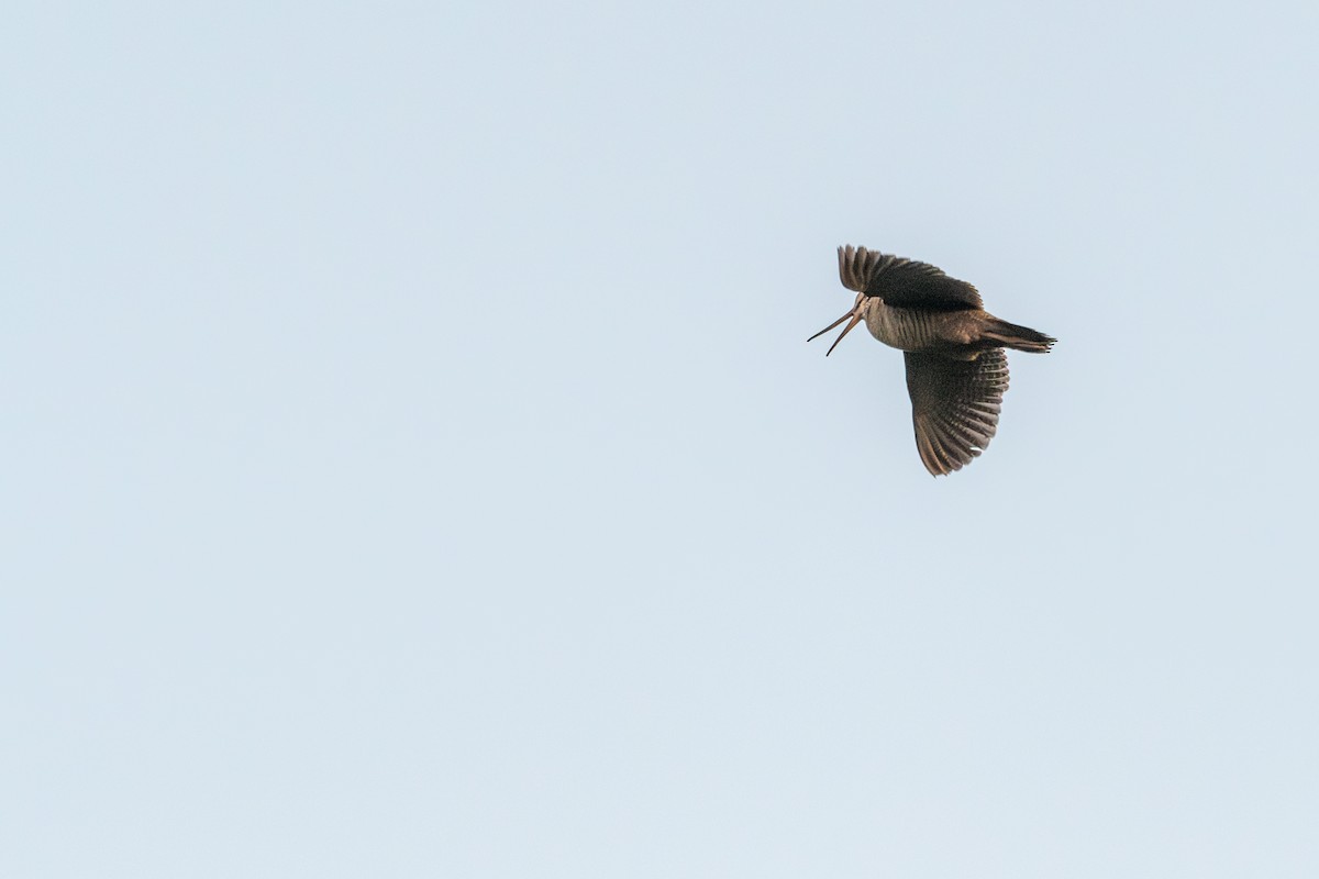Eurasian Woodcock - ML637356832