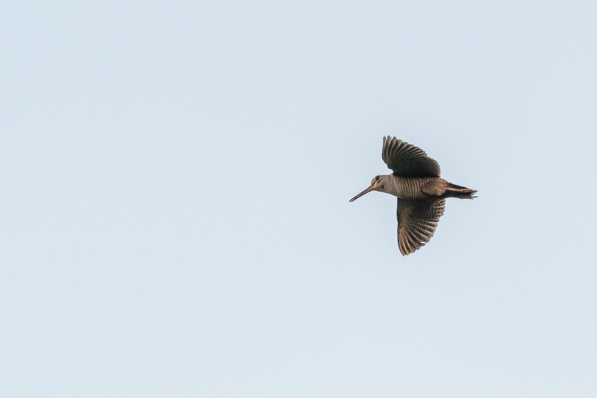 Eurasian Woodcock - ML637356833