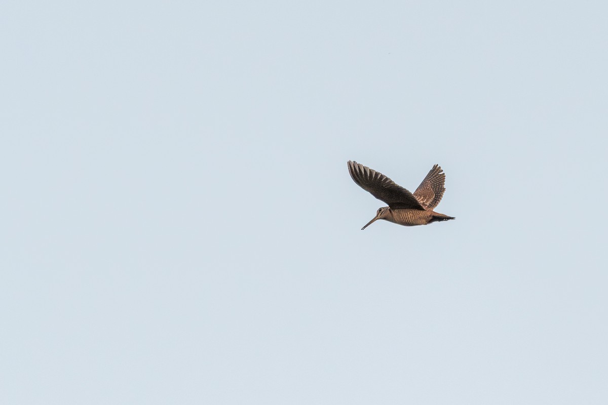 Eurasian Woodcock - ML637356838