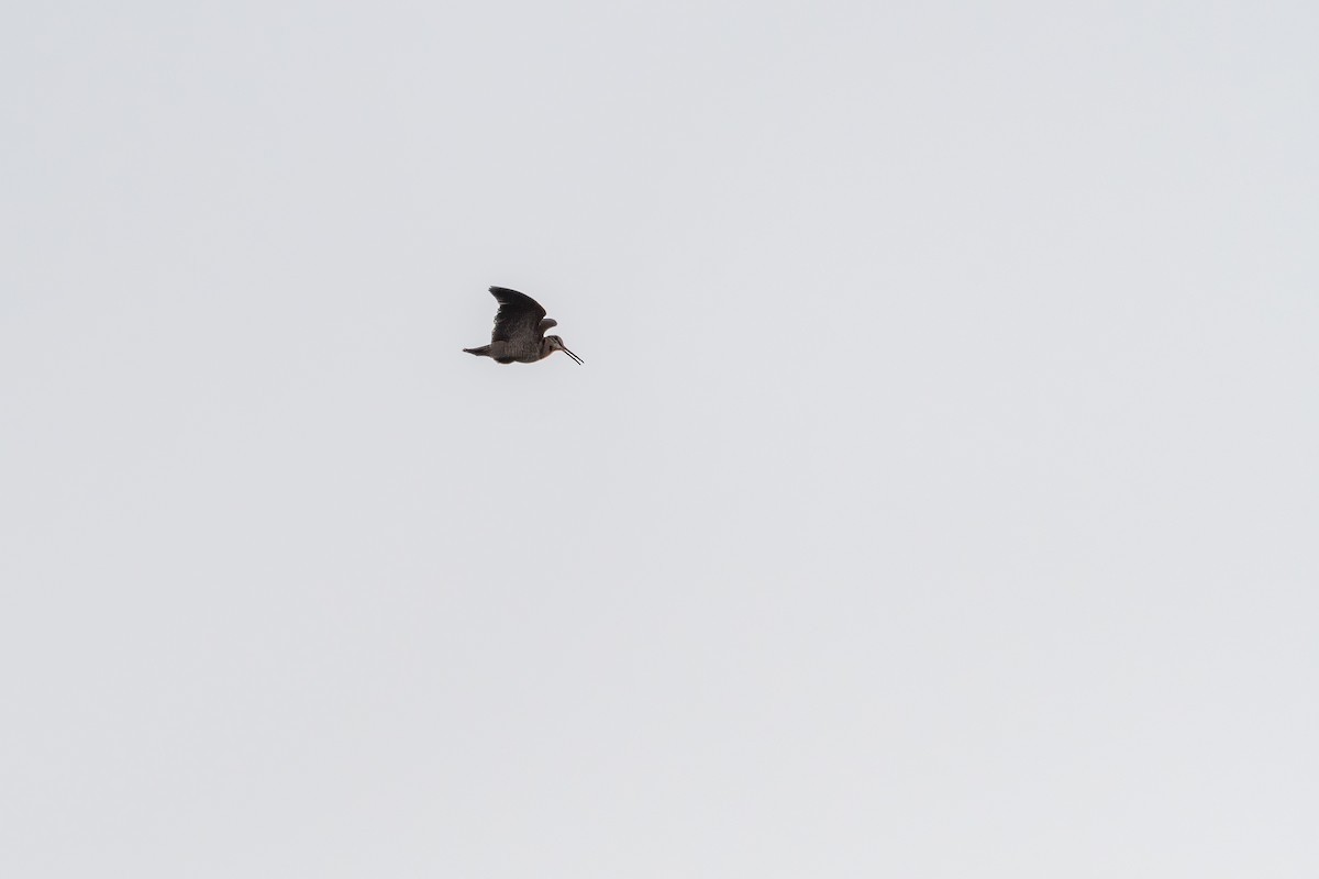 Eurasian Woodcock - ML637356842