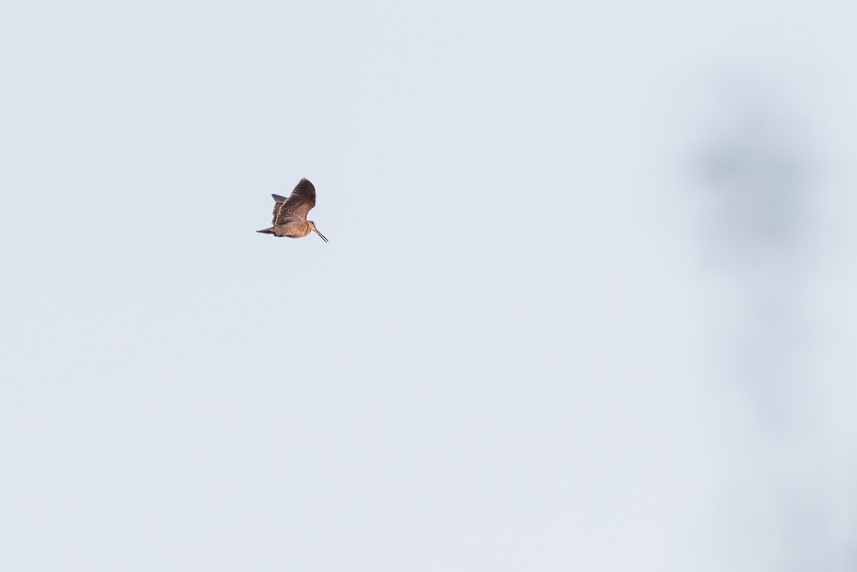 Eurasian Woodcock - ML637356848