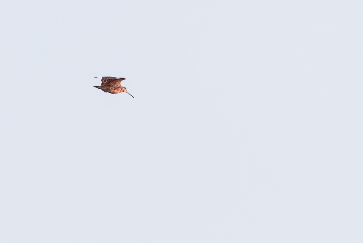 Eurasian Woodcock - ML637356851