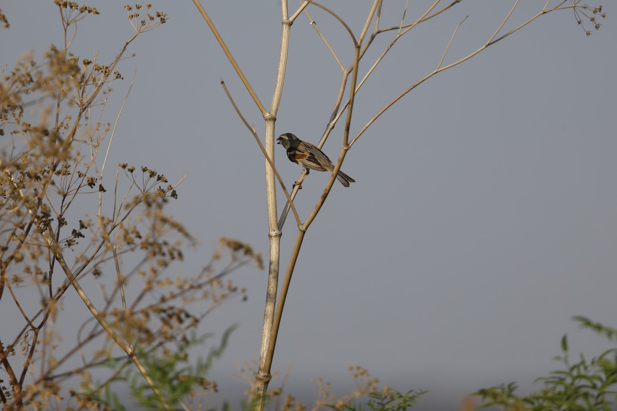 Dead Sea Sparrow - ML637356876
