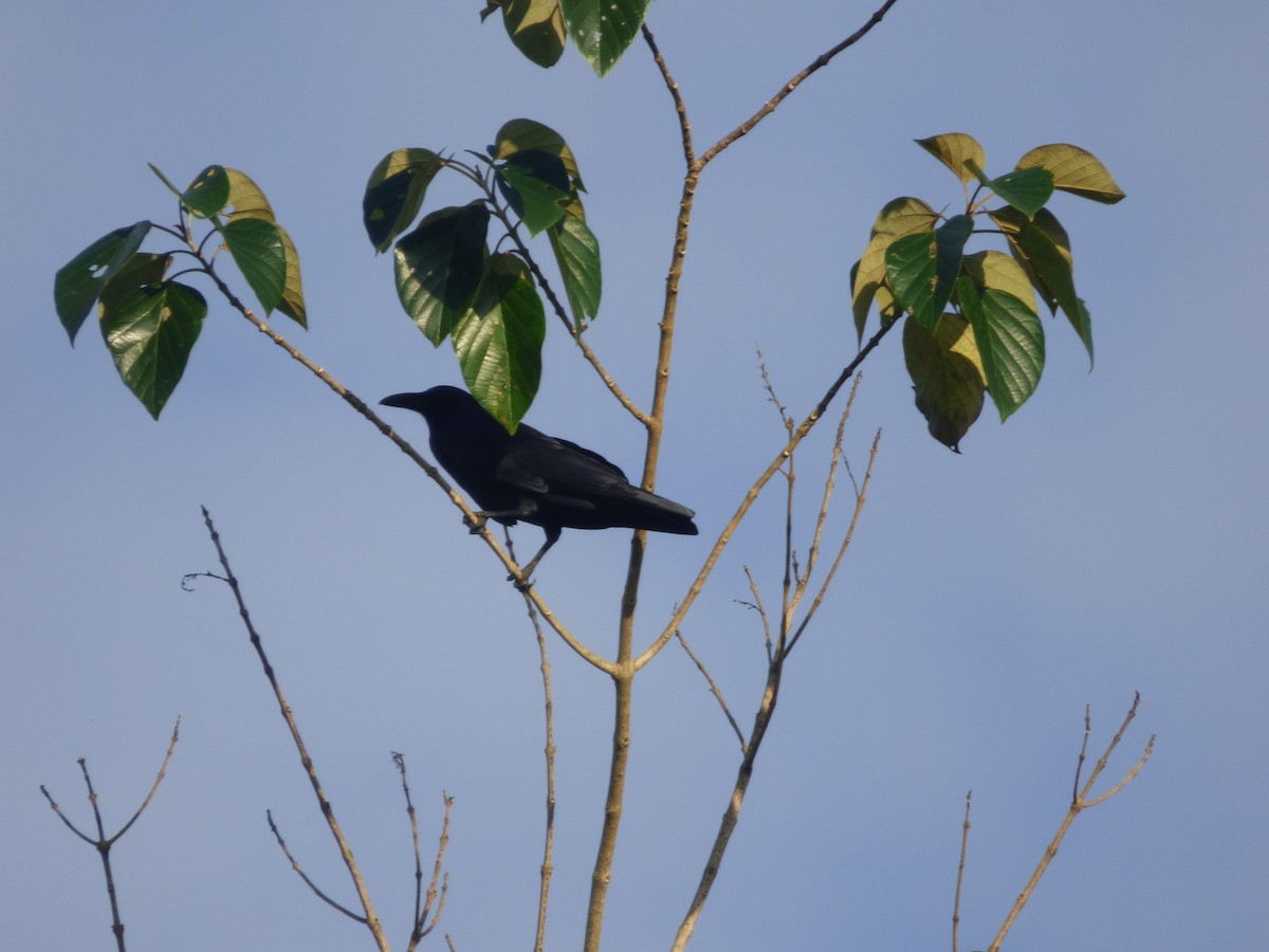 Sulawesi Crow - ML637356951