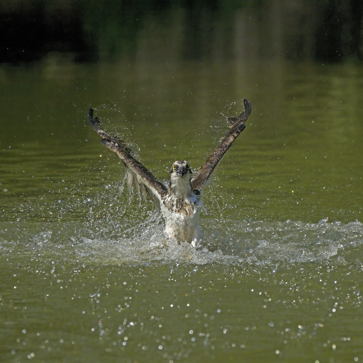 魚鷹 - ML637356982