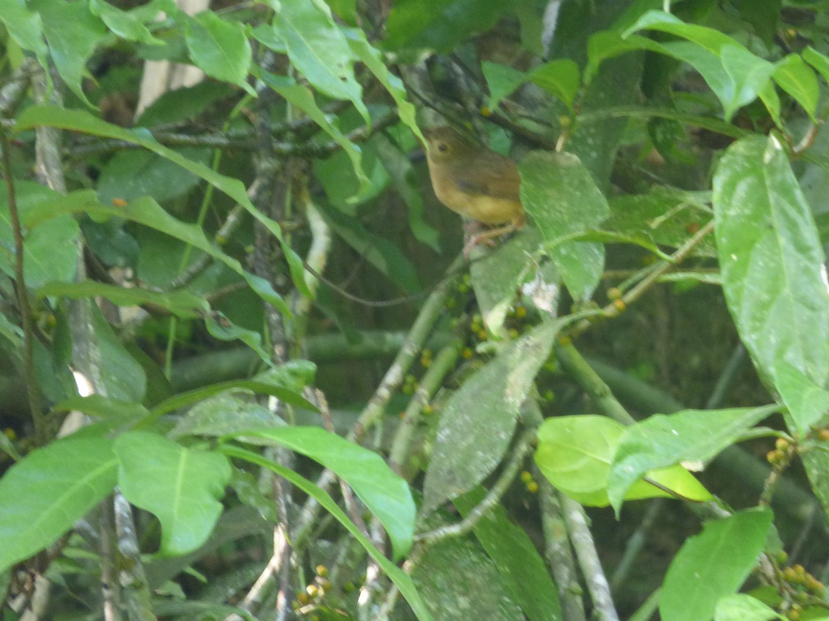 Sulawesi Babbler - ML637357009