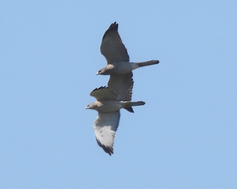 Levant Sparrowhawk - ML637357090