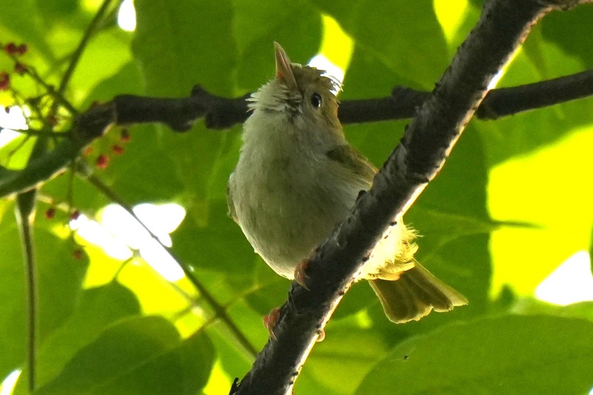 White-bellied Erpornis - ML637357107