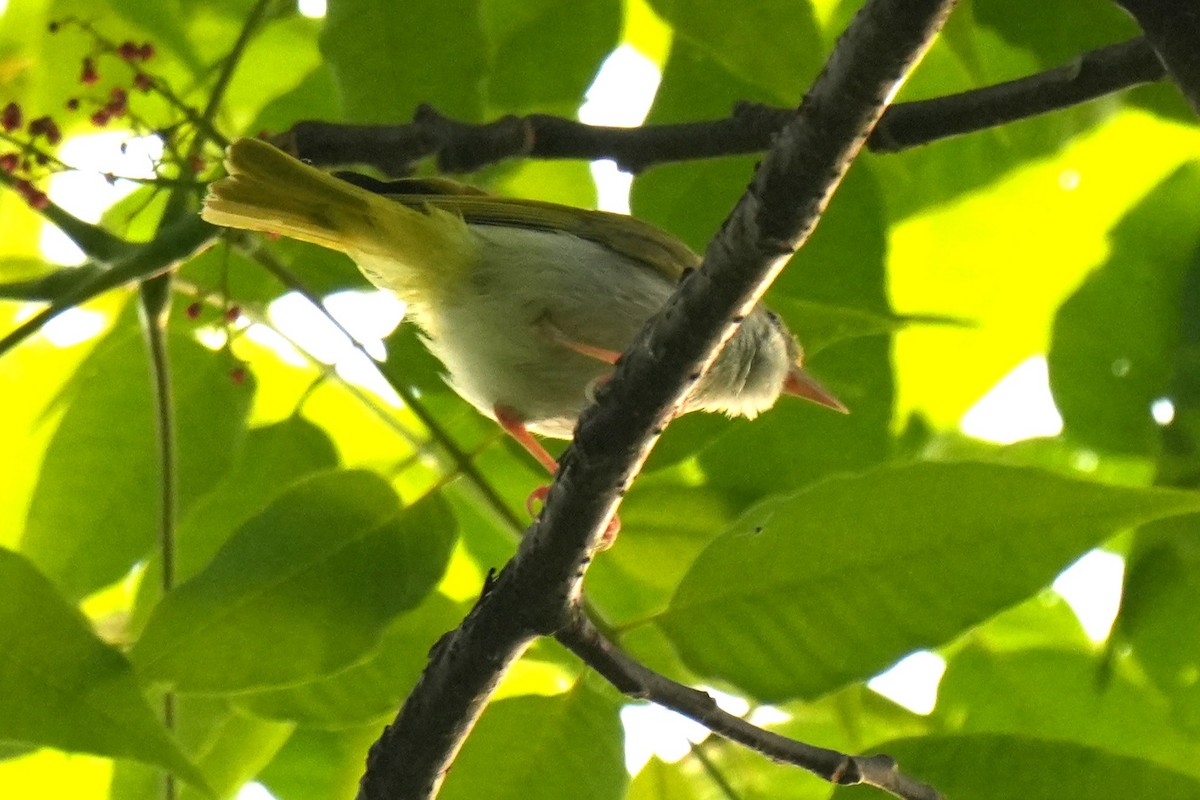 White-bellied Erpornis - ML637357108