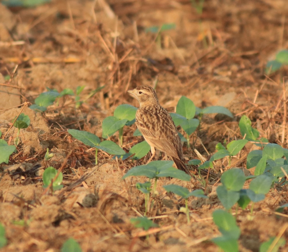 Mongolian Short-toed Lark - ML637357134