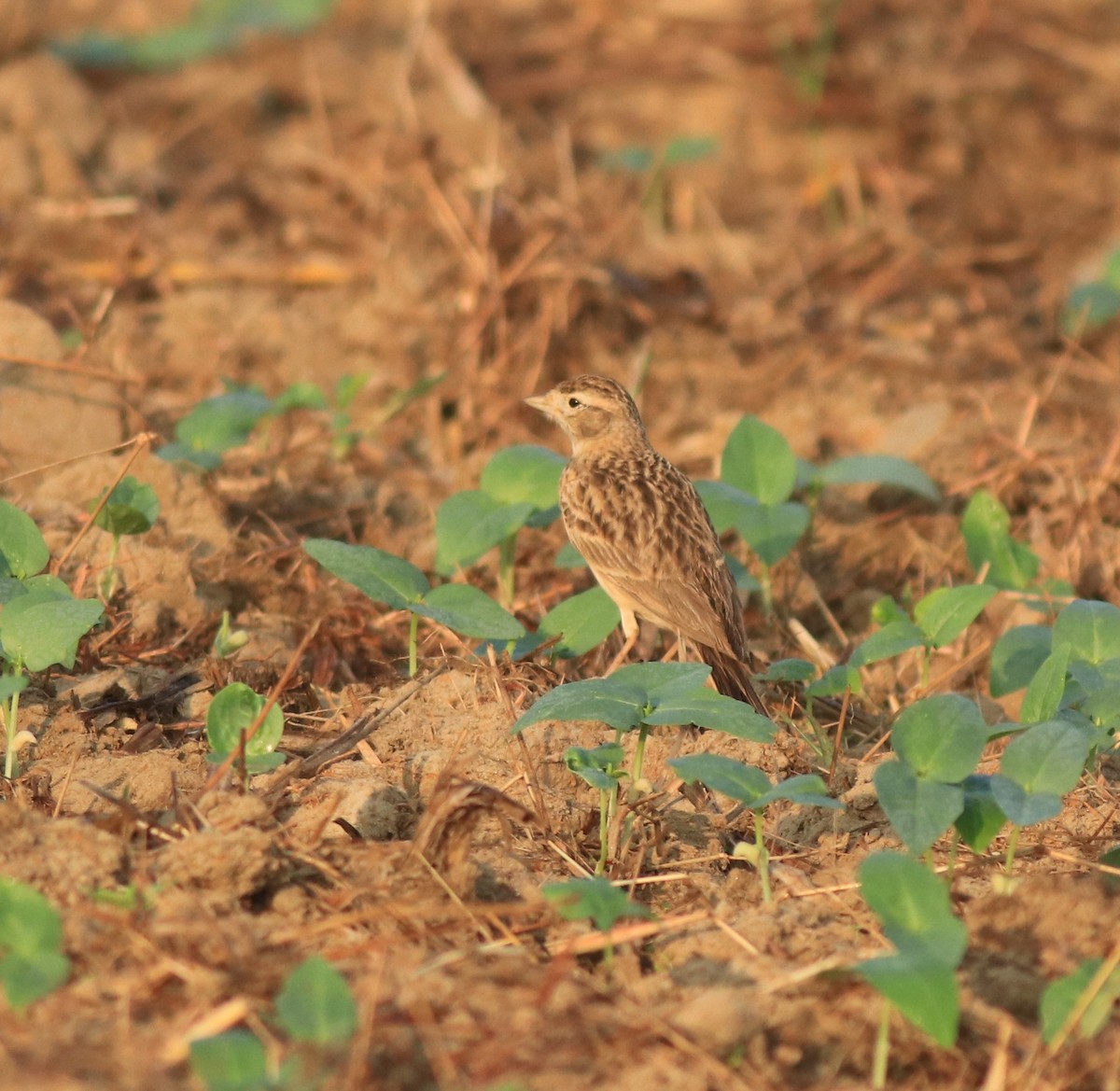 Mongolian Short-toed Lark - ML637357136