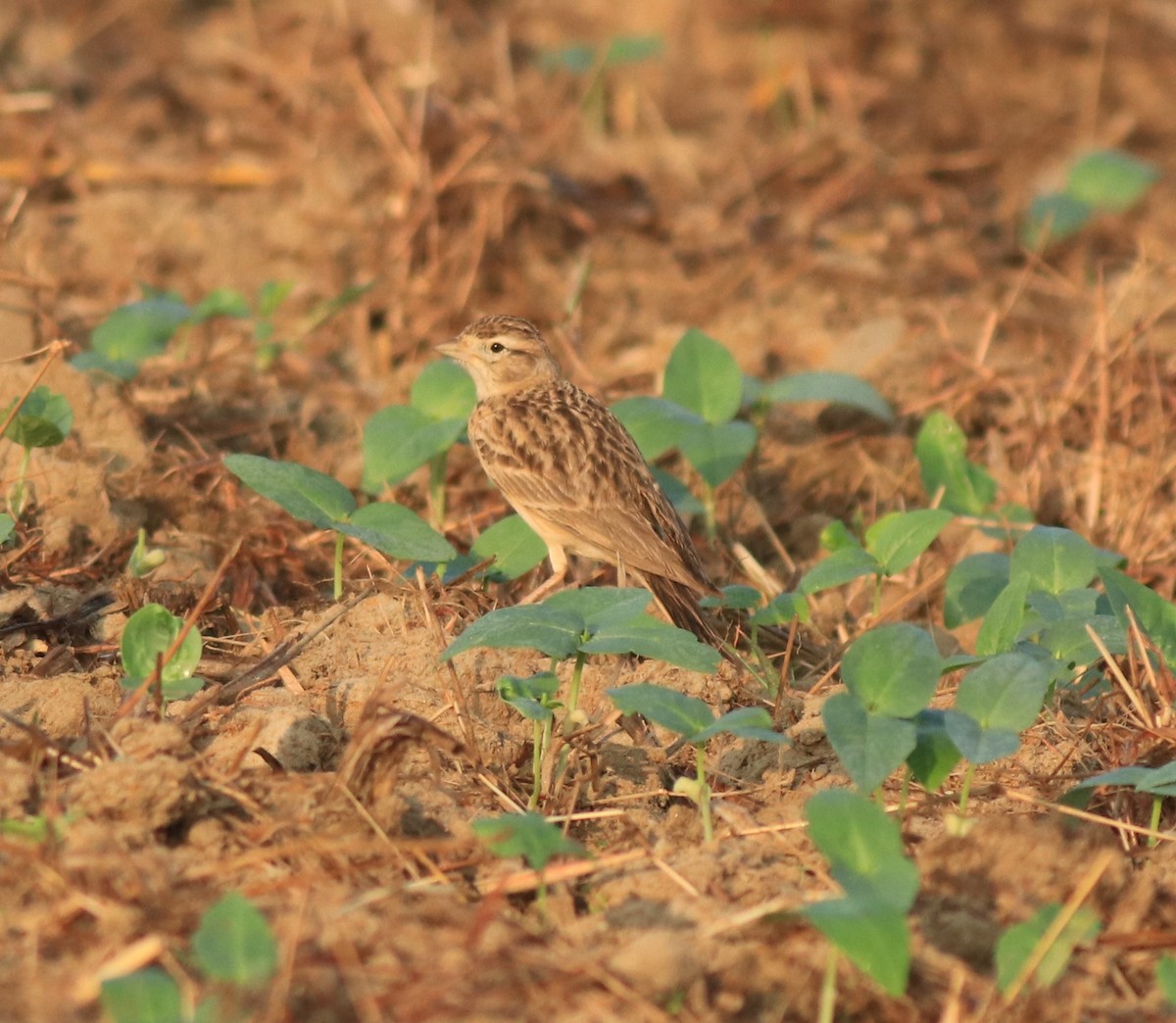 Mongolian Short-toed Lark - ML637357138