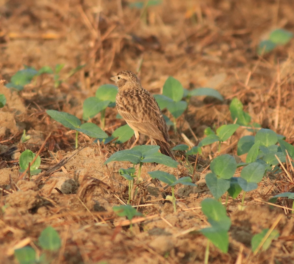 Mongolian Short-toed Lark - ML637357139