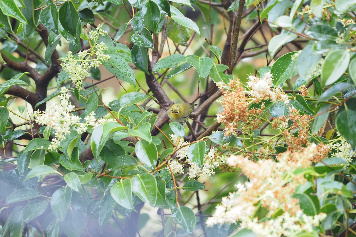 Swinhoe's White-eye - ML637357166