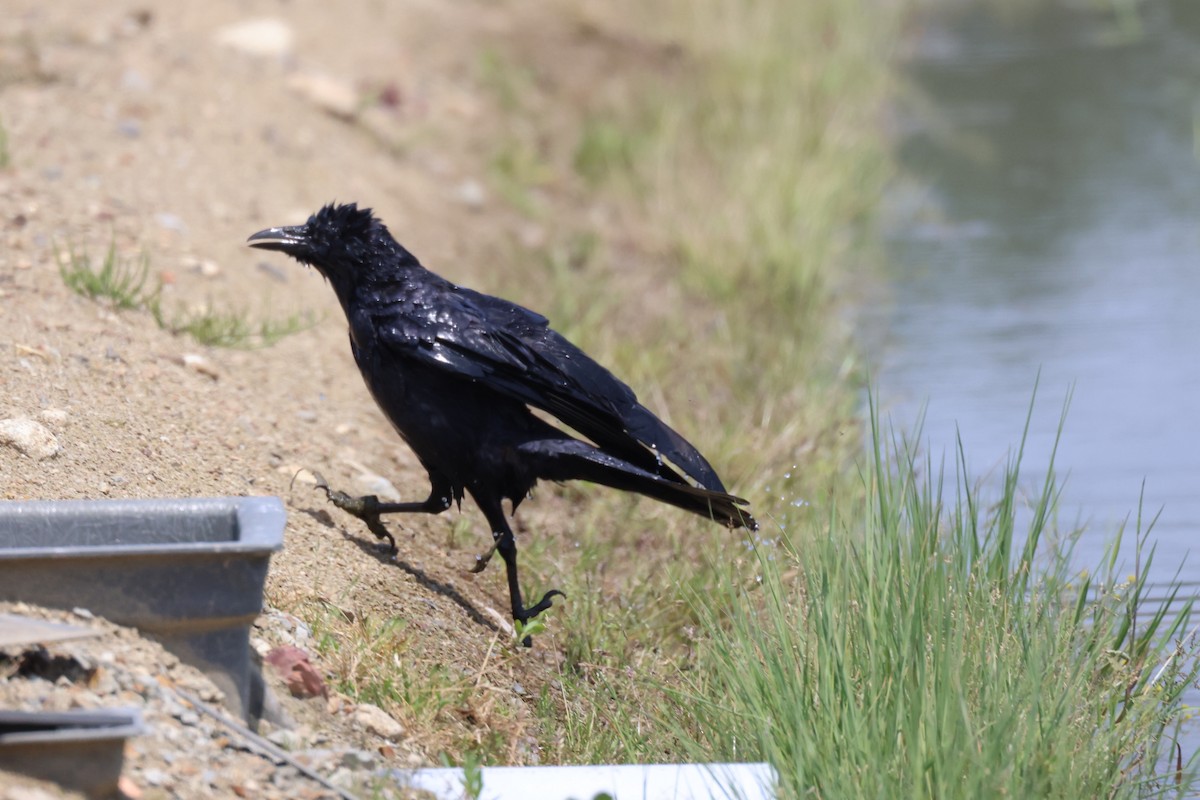 Carrion Crow (Eastern) - ML637357178