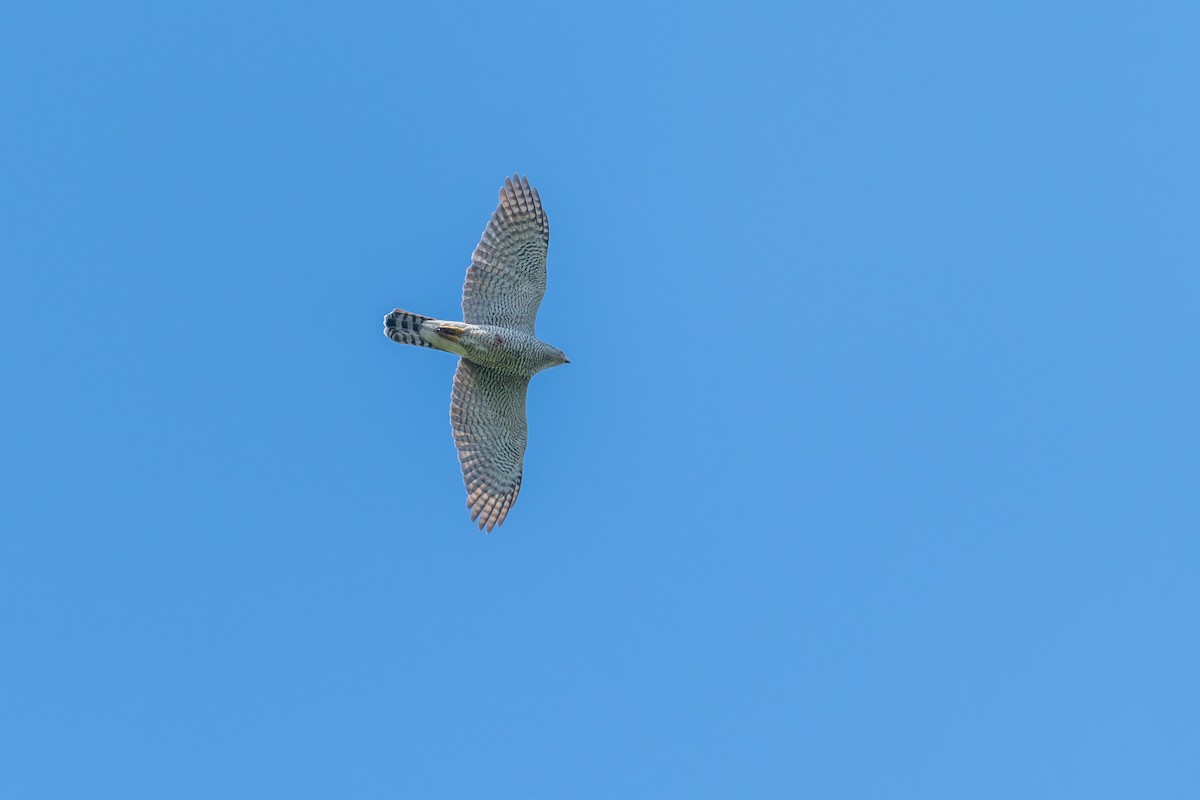 Eurasian Goshawk - ML637357182