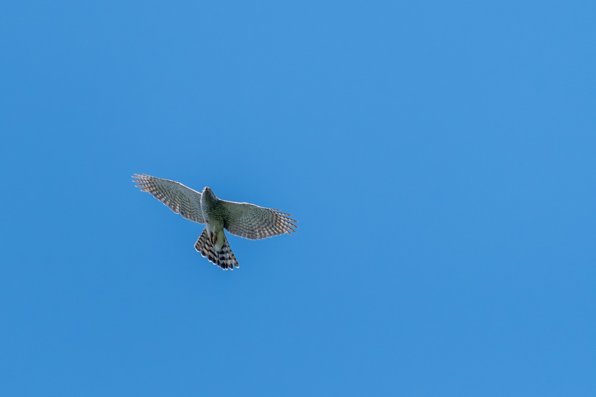 Eurasian Goshawk - ML637357188