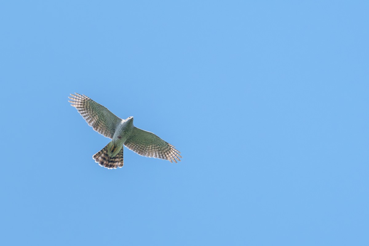 Eurasian Goshawk - ML637357190
