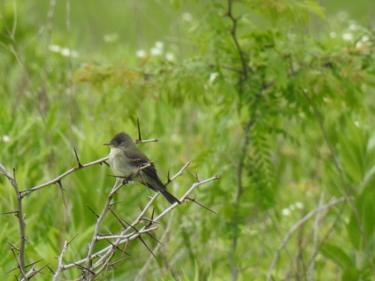 Olive-sided Flycatcher - ML637357210