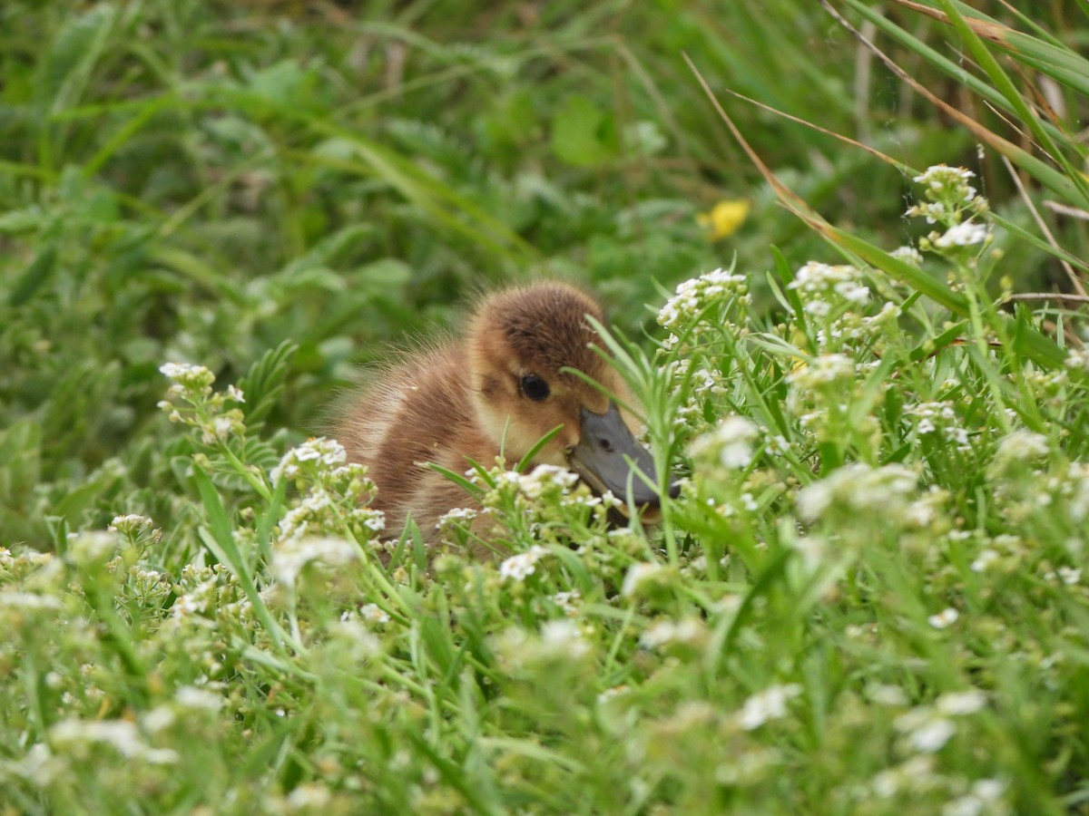 Laysan Duck - ML637357212