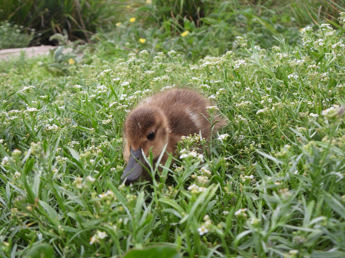 Laysan Duck - ML637357213