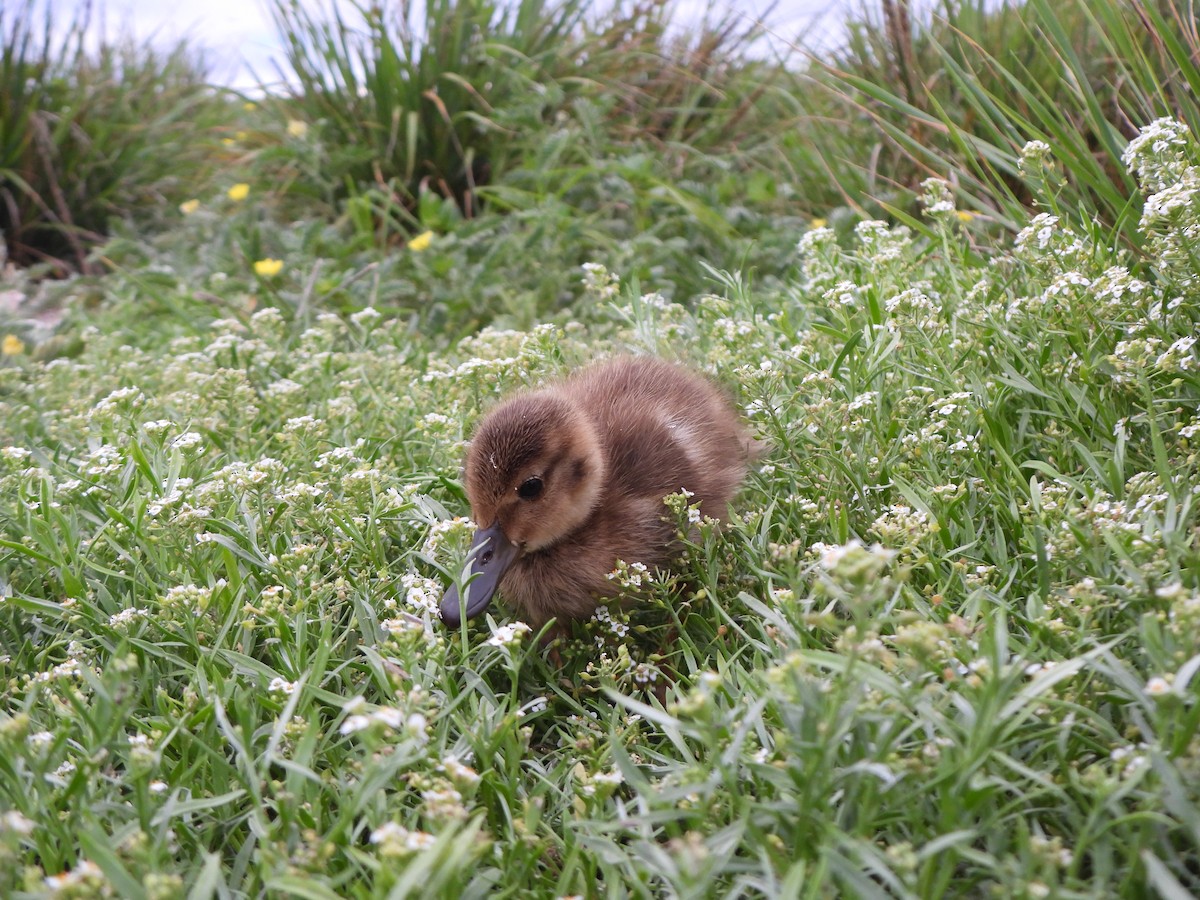 Laysan Duck - ML637357214
