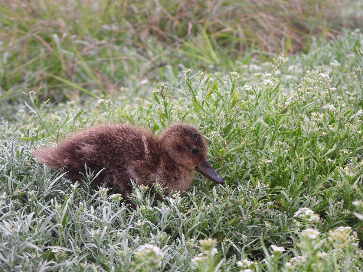 Laysan Duck - ML637357223