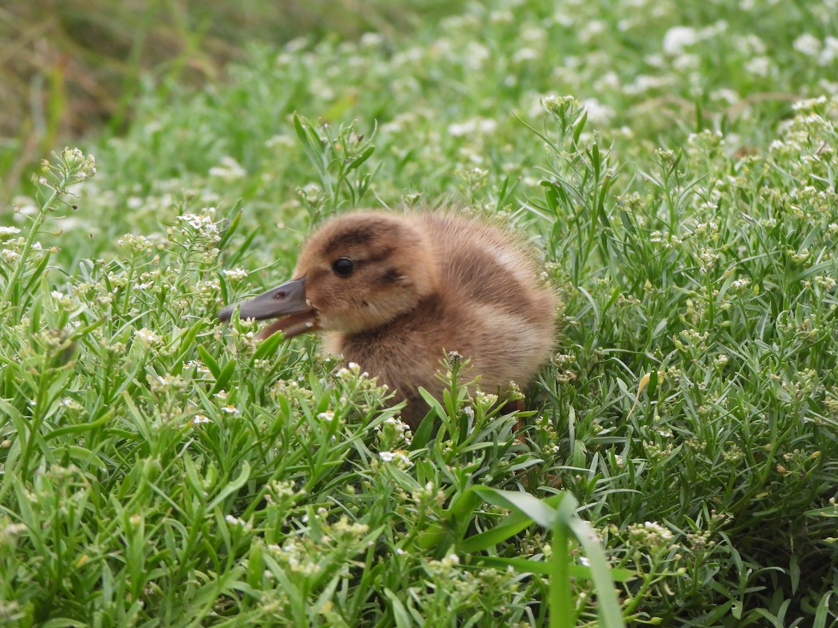 Laysan Duck - ML637357229