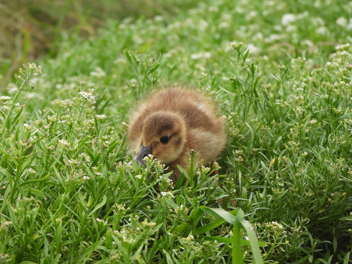 Laysan Duck - ML637357230