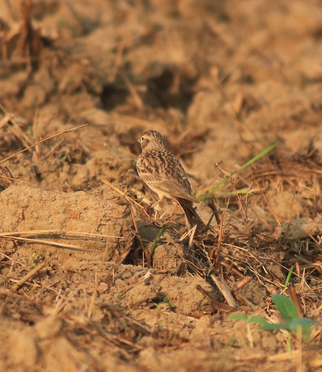 Mongolian Short-toed Lark - ML637357237