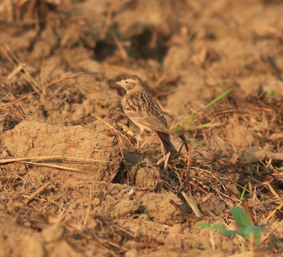 Mongolian Short-toed Lark - ML637357238