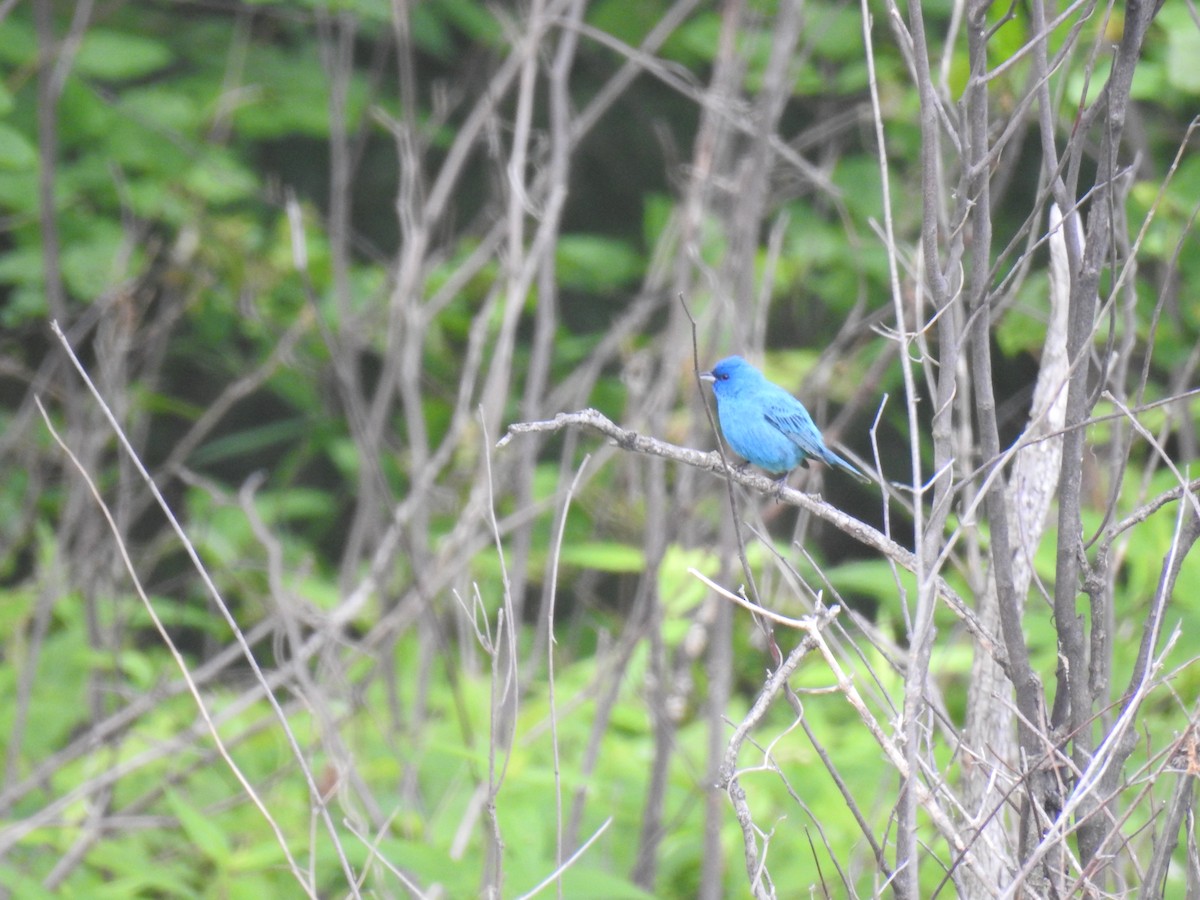Indigo Bunting - ML637357243