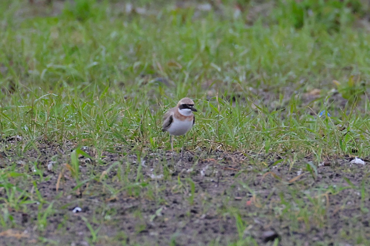 Greater Sand-Plover - ML637357339