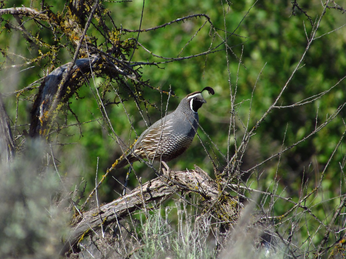 California Quail - ML637357343