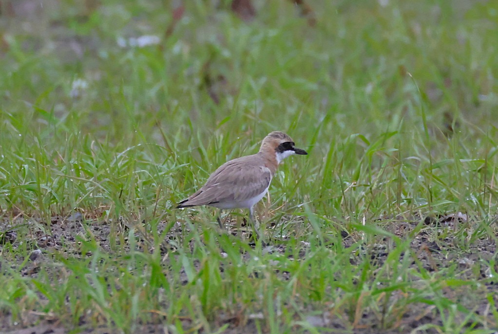 Greater Sand-Plover - ML637357346