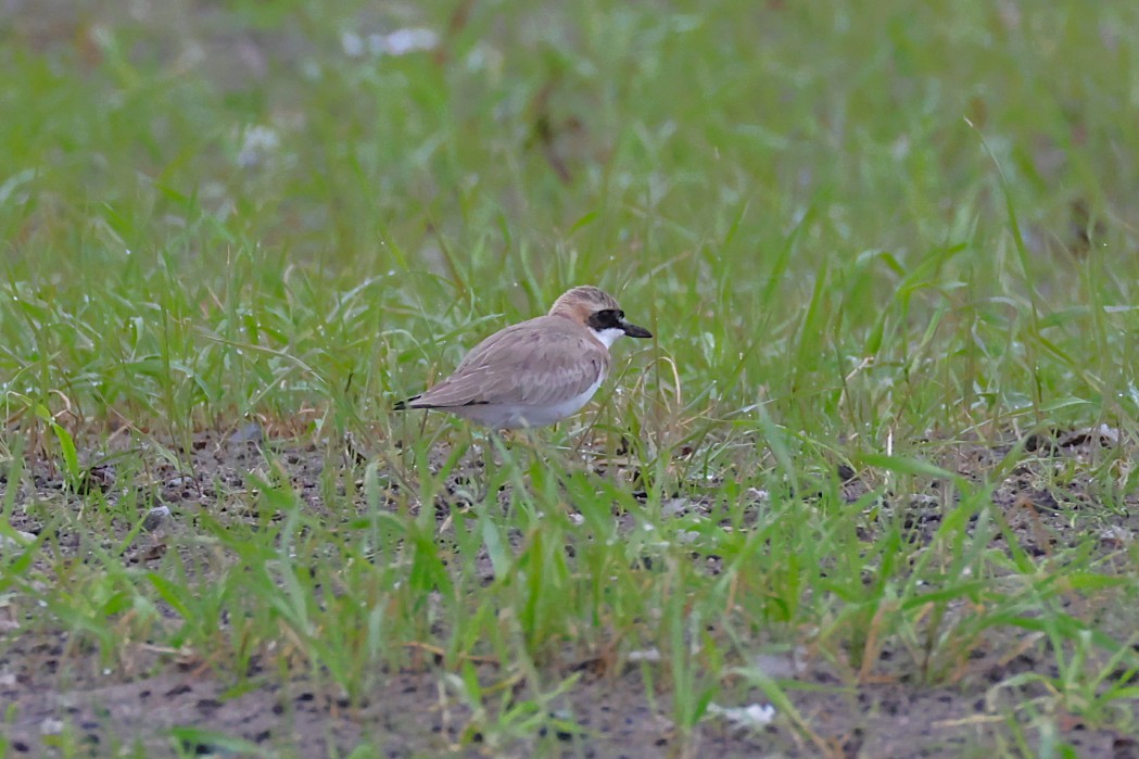 Greater Sand-Plover - ML637357348