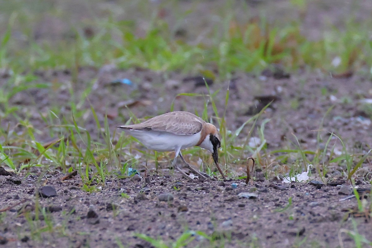 Greater Sand-Plover - ML637357349