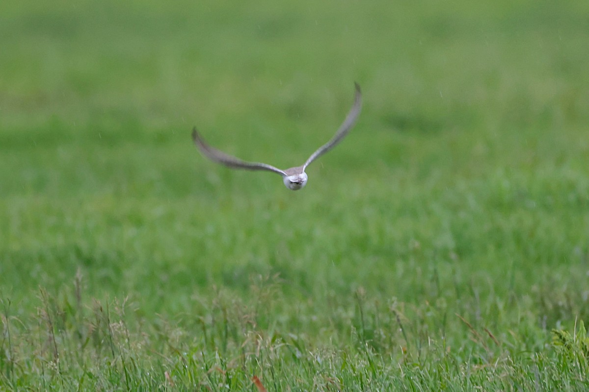 Greater Sand-Plover - ML637357360