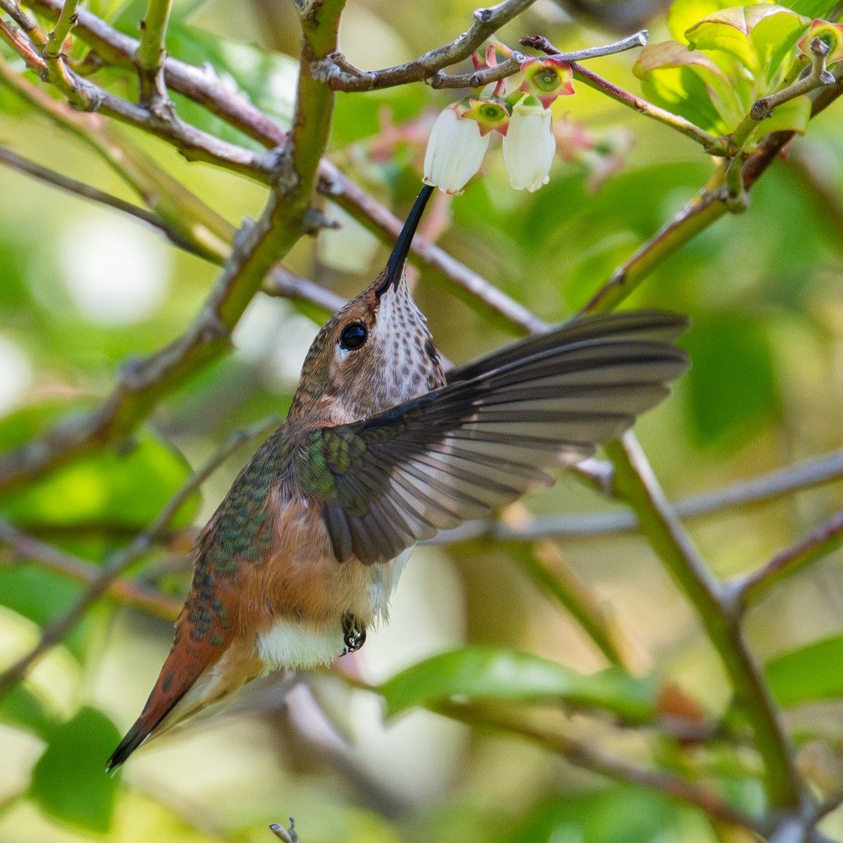 Allen's Hummingbird - ML637357363