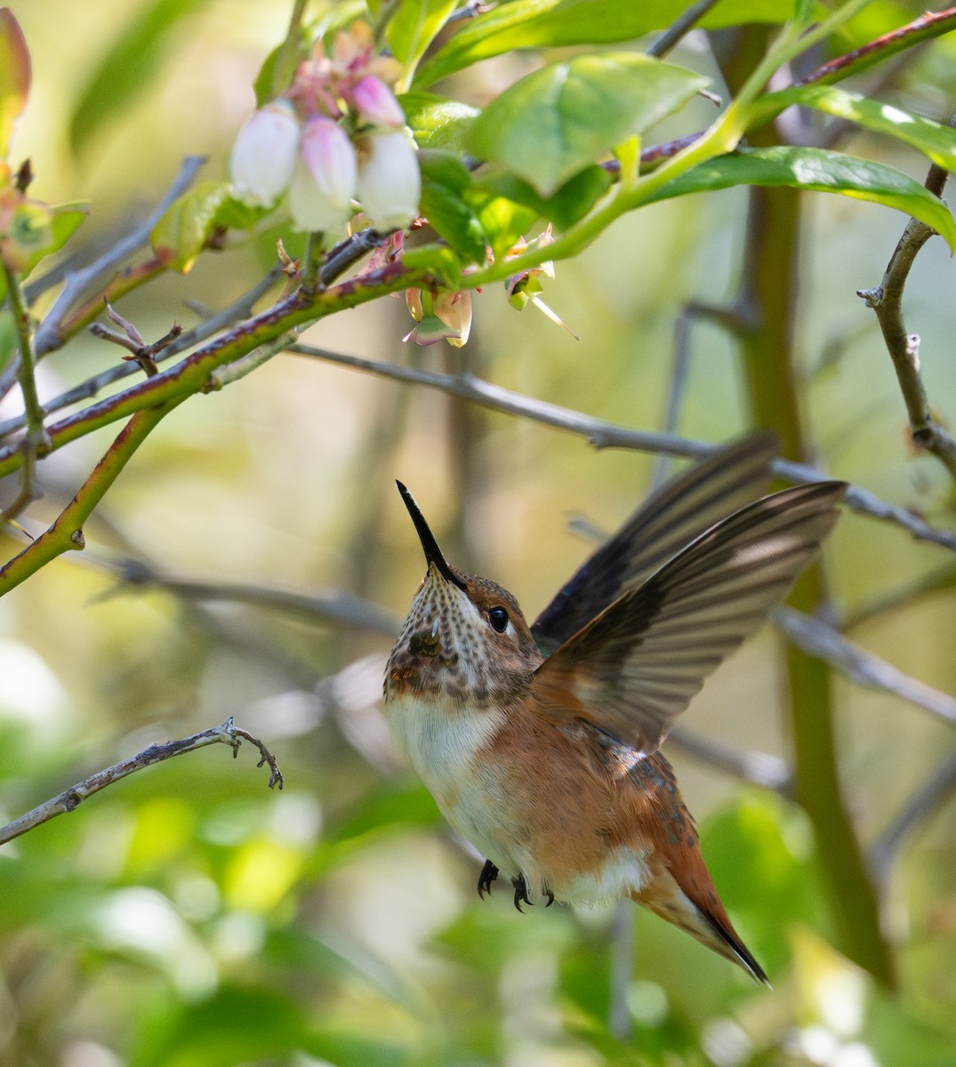 Allen's Hummingbird - ML637357366